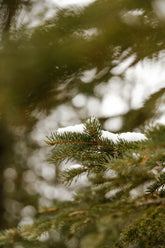 Pine & Sage 12 oz scented candle