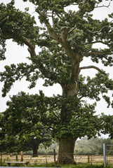 Oak & Tobacco Whiskey and Leather 11.5 oz scented candle