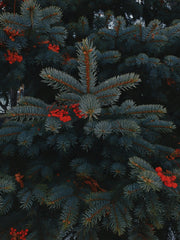 Holiday Berry 12 oz scented candle