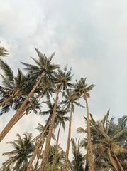 Sand + Paws Coconut Beach 12 oz scented candle