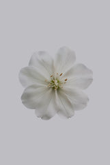 Fresh Jasmine 180 ml Reed Diffuser