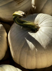 White Pumpkin 18 oz scented candle