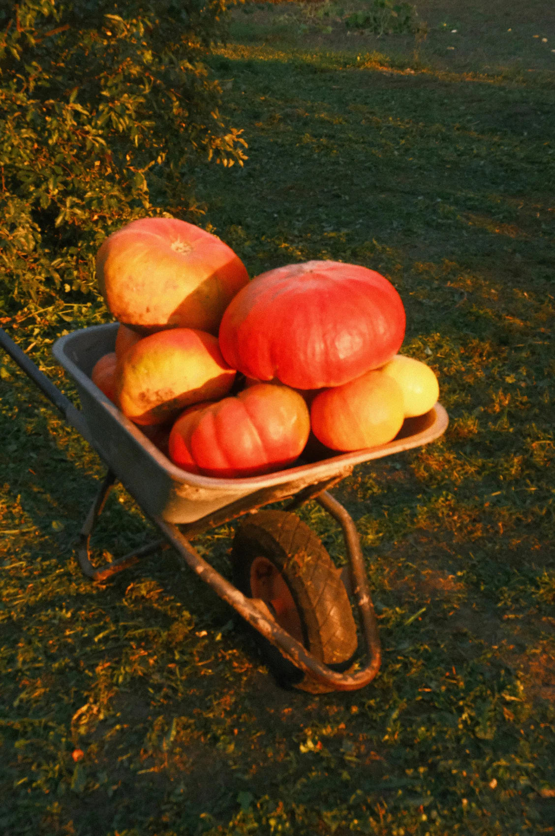 Sand + Paws Autumn Harvest 12 oz scented candle