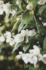 Jasmine & Vanilla 20 oz Liquid Hand Soap