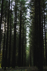 Sand + Paws Teakwood 21 oz scented candle