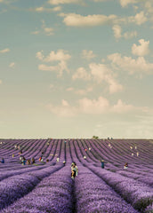 Sand + Paws French Lavender 12 oz scented candle