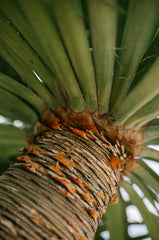 Driftwood & Pineapple 12 oz scented candle