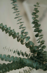 Eucalyptus & Sage 110 ml Reed Diffuser