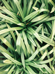 Lemongrass & Ginger Natural Home 31 oz scented candle