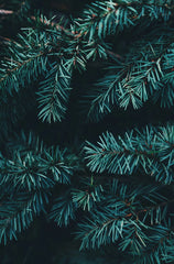 Evergreen & Eucalyptus 11.14 oz Liquid Hand Soap