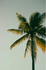 Coconut & Palm 20 oz Liquid Hand Soap