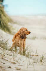 Sand + Paws Sun-n-Fun 12 oz scented candle