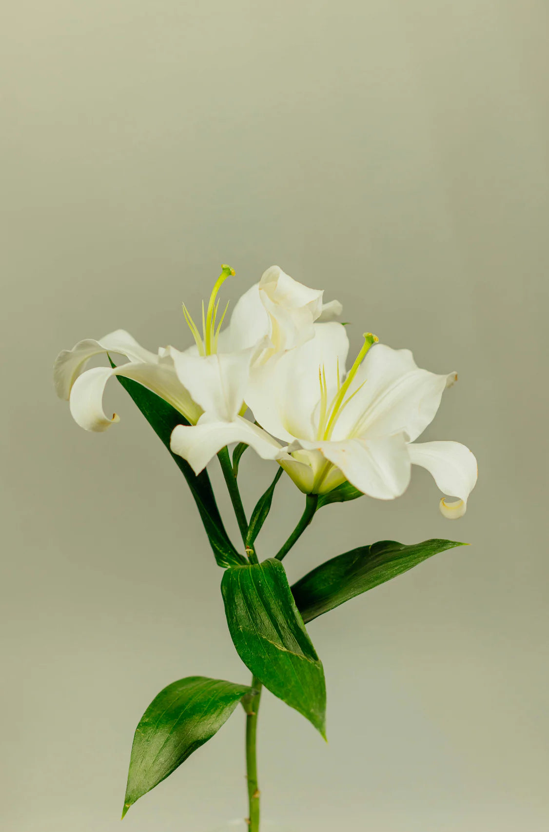 Gardenia 100 ml Reed Diffuser