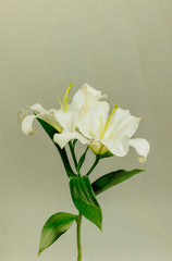 Gardenia Natural Home 7 oz scented candle