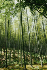 Sand + Paws Floral Bamboo 12 oz scented candle