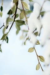 Snowy Eucalyptus 20 oz Liquid Hand Soap