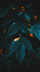 Midnight Blue Citrus 12 oz scented candle