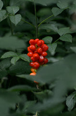 Berry Currant 12 oz scented candle