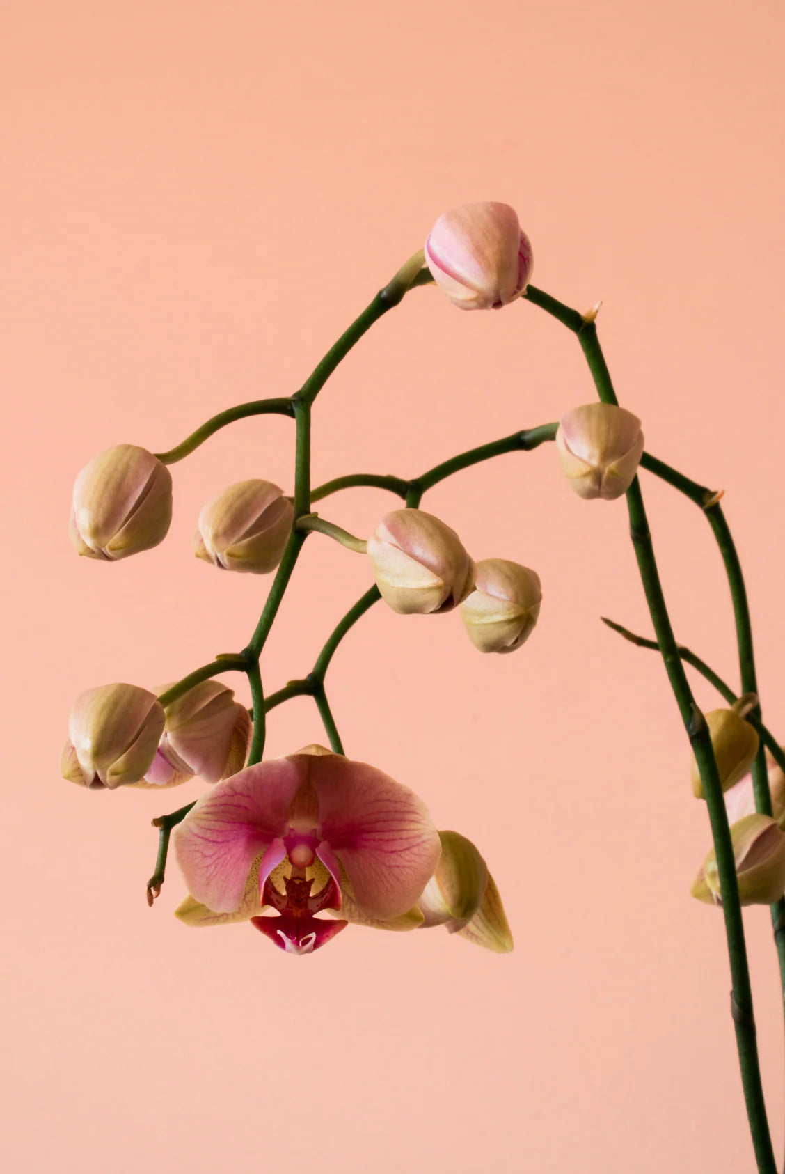 Island Orchid 12 oz scented candle