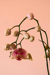 Island Orchid 10 oz scented candle