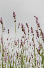 Lavender Natural Home 100ml Linen Spray