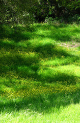 Field of Dreams 12 oz scented candle