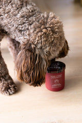 Sand + Paws Crushed Candy Cane 10 oz scented candle