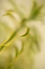 Lemongrass 12 oz scented candle