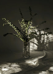 Eucalyptus Bergamont 12 oz scented candle