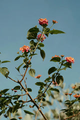 Roses & Sandalwood 12 oz scented candle