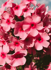 Rose & Geranium 15.7 oz Liquid Hand Soap