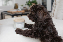 Sand + Paws Earthly Eucalyptus Mint 12 oz scented candle