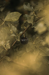 Black Currant 9.5 oz scented candle