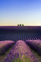 Provence Lavender & Woods 12 oz scented candle