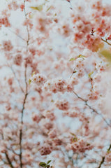 Cherry Blossom 21 oz scented candle