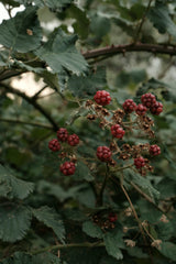 Blackberry Woods 21 oz scented candle