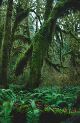 Fern & Moss 23 oz scented candle