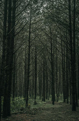 Teakwood 34 oz scented candle