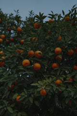 Mandarin Musk 12 oz scented candle