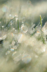 Spring Morning 50ml Perfume Oil Dropper