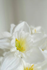 Enchanted Blossom 50 ml Perfume Oil Rollerball