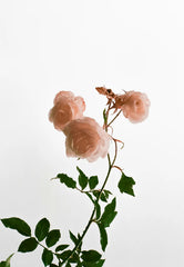 Rosewood 11.5 oz scented candle