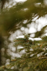 Pine & Sage 100 ml Reed Diffuser