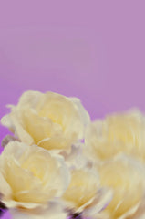 Cedar & Magnolia 100 ml Reed Diffuser